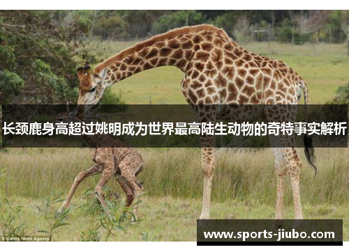 长颈鹿身高超过姚明成为世界最高陆生动物的奇特事实解析